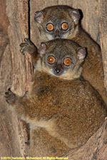 sportive lemurs